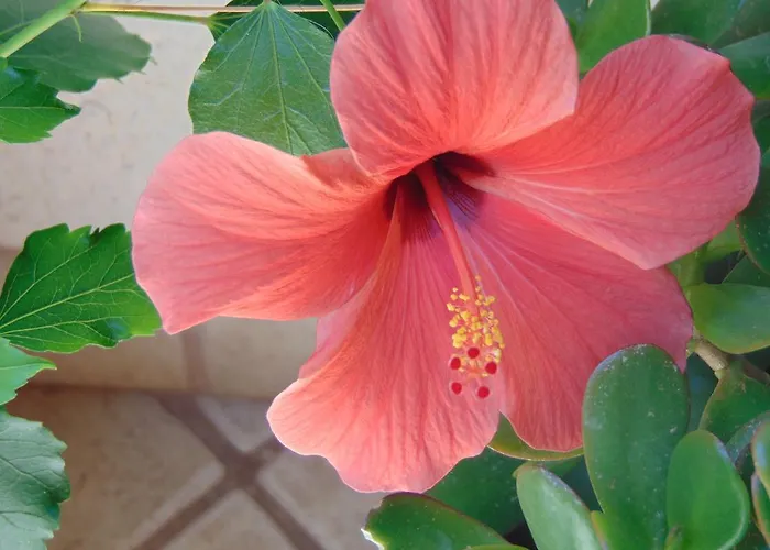 Aparthotel Xanemos Port Xanemos Skiathos Town